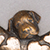 Puppy closeup