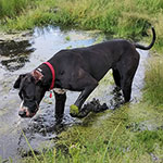 I think I see a dog...