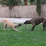 Playing with brother