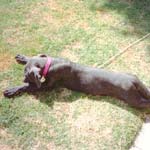 Long dog